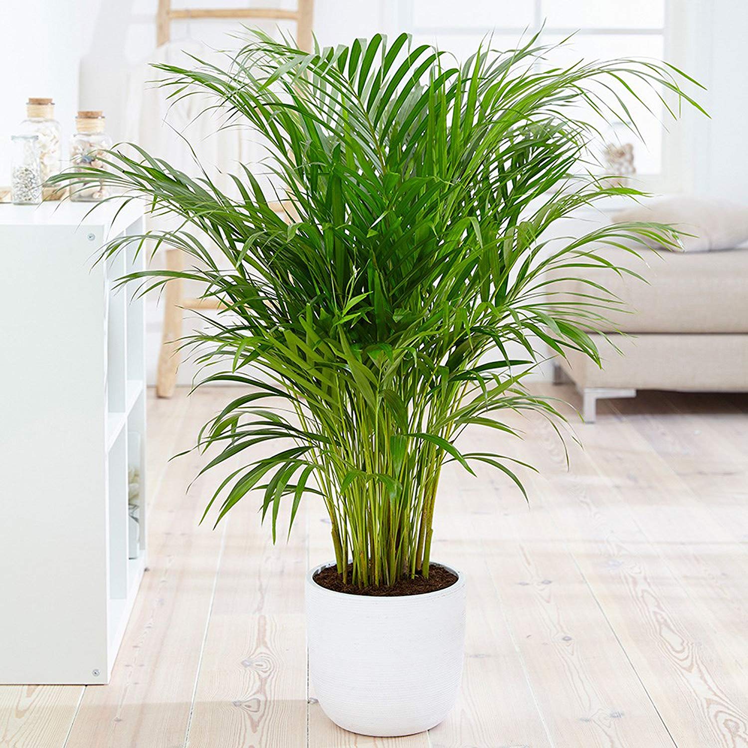 10 Best Indoor Air Purifying Plants from NASA Clean Air Study
