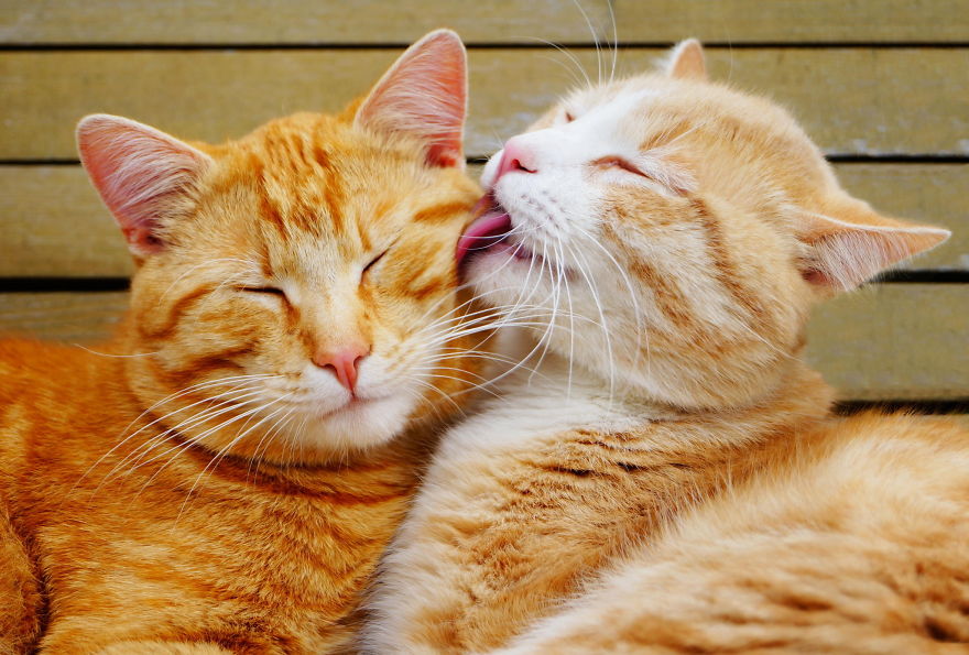 13 Animal Couples That Will Melt Your Heart