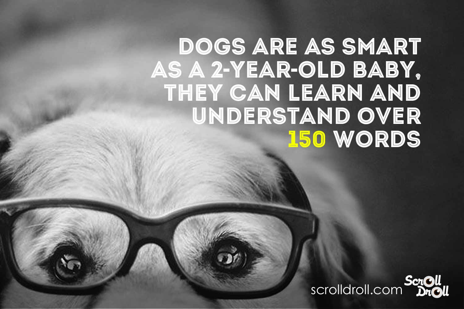 Dog Facts (7)