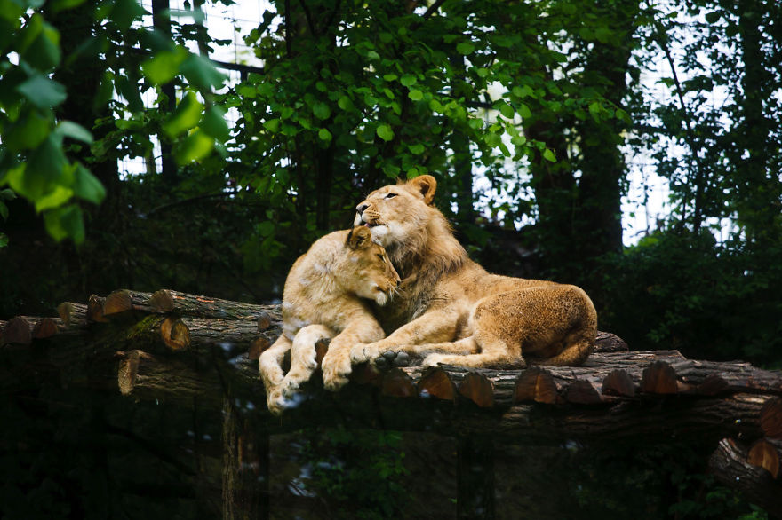 13 Animal Couples That Will Melt Your Heart