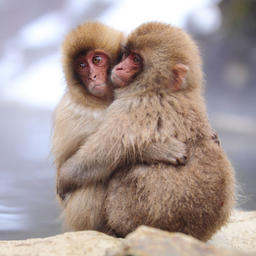 Monkey Couples