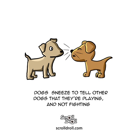 Adorable Animal Facts (10) - Pop Culture, Entertainment, Humor, Travel &  More