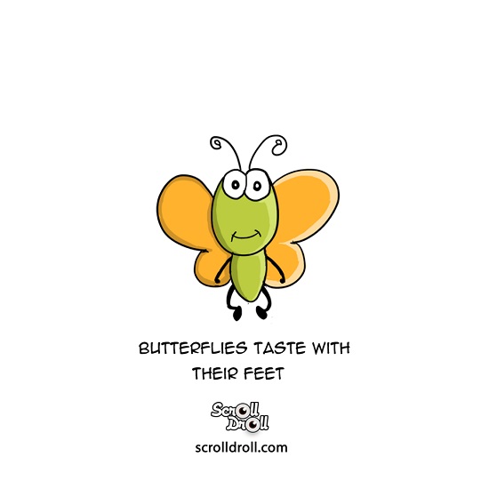 facts about animals- butterflies taste with their feet