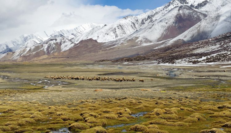 Hemis National Park – Places To Visit In Ladakh