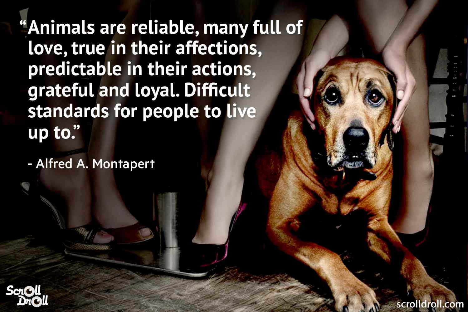 quotes-on-animals-by-famous-people-10 - Pop Culture, Entertainment, Humor,  Travel & More