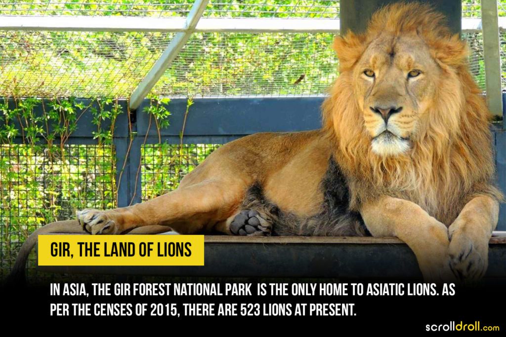 Land of Lions