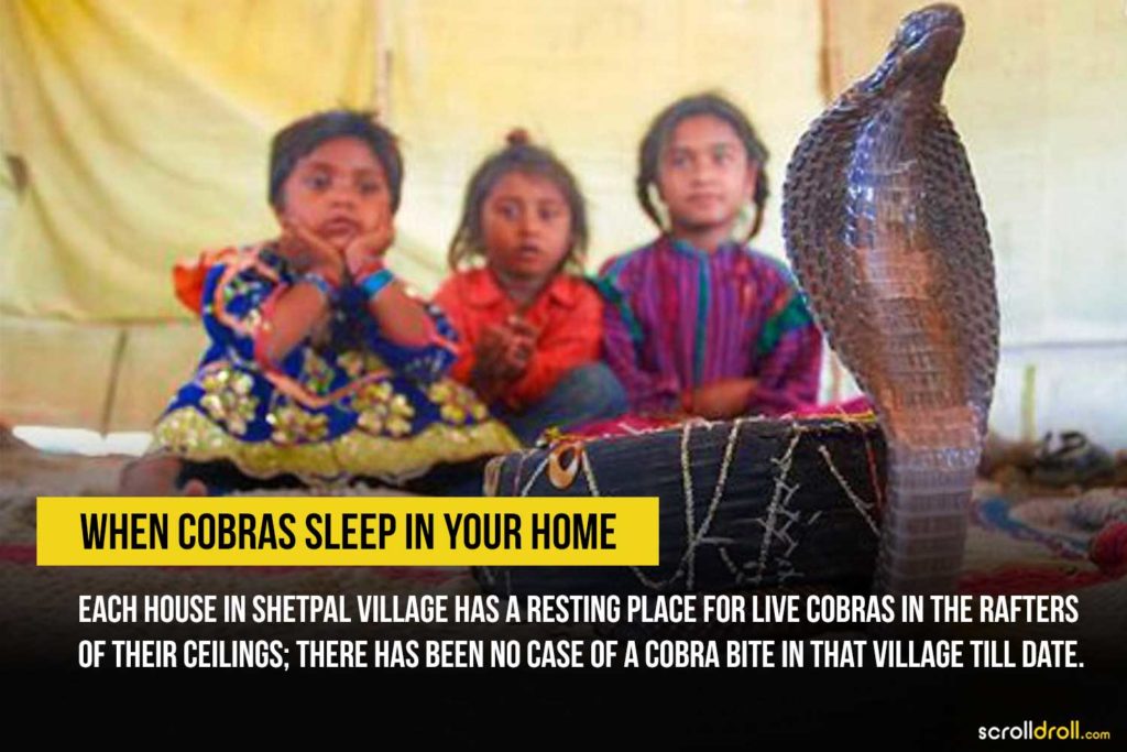 Shetpal Village has a resting place for live Cobras