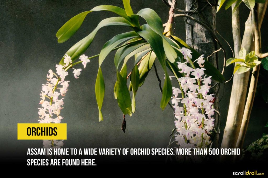 More than 500 species