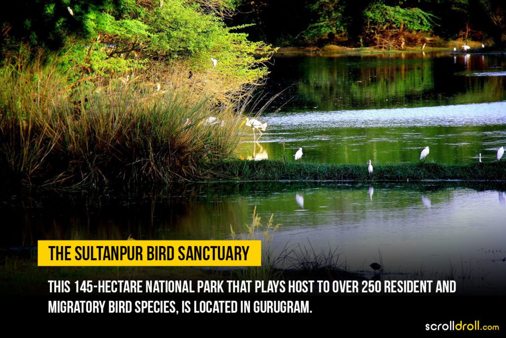 Sultanpur Bird Sanctuary
