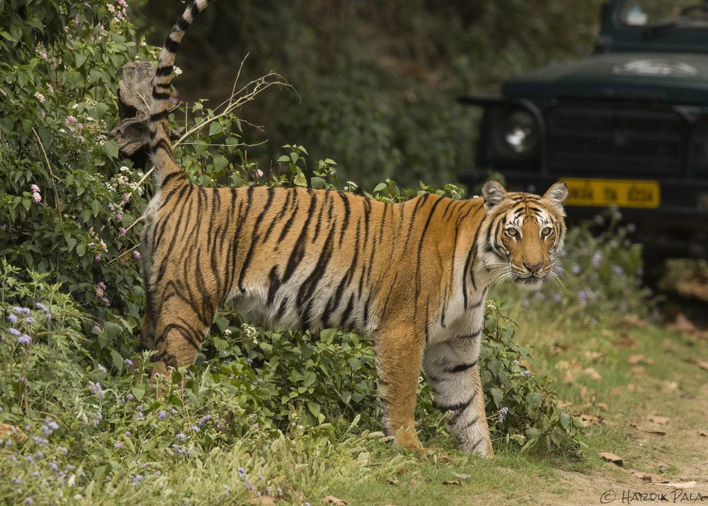 Jim Corbett - The Wildlife Haven in Uttarakhand