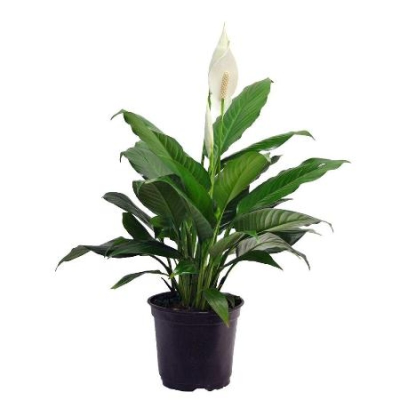 10 Best Indoor Air Purifying Plants from NASA Clean Air Study