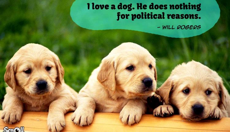 Dog Quotes 13