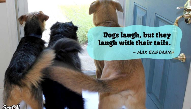 Dog Quotes 2