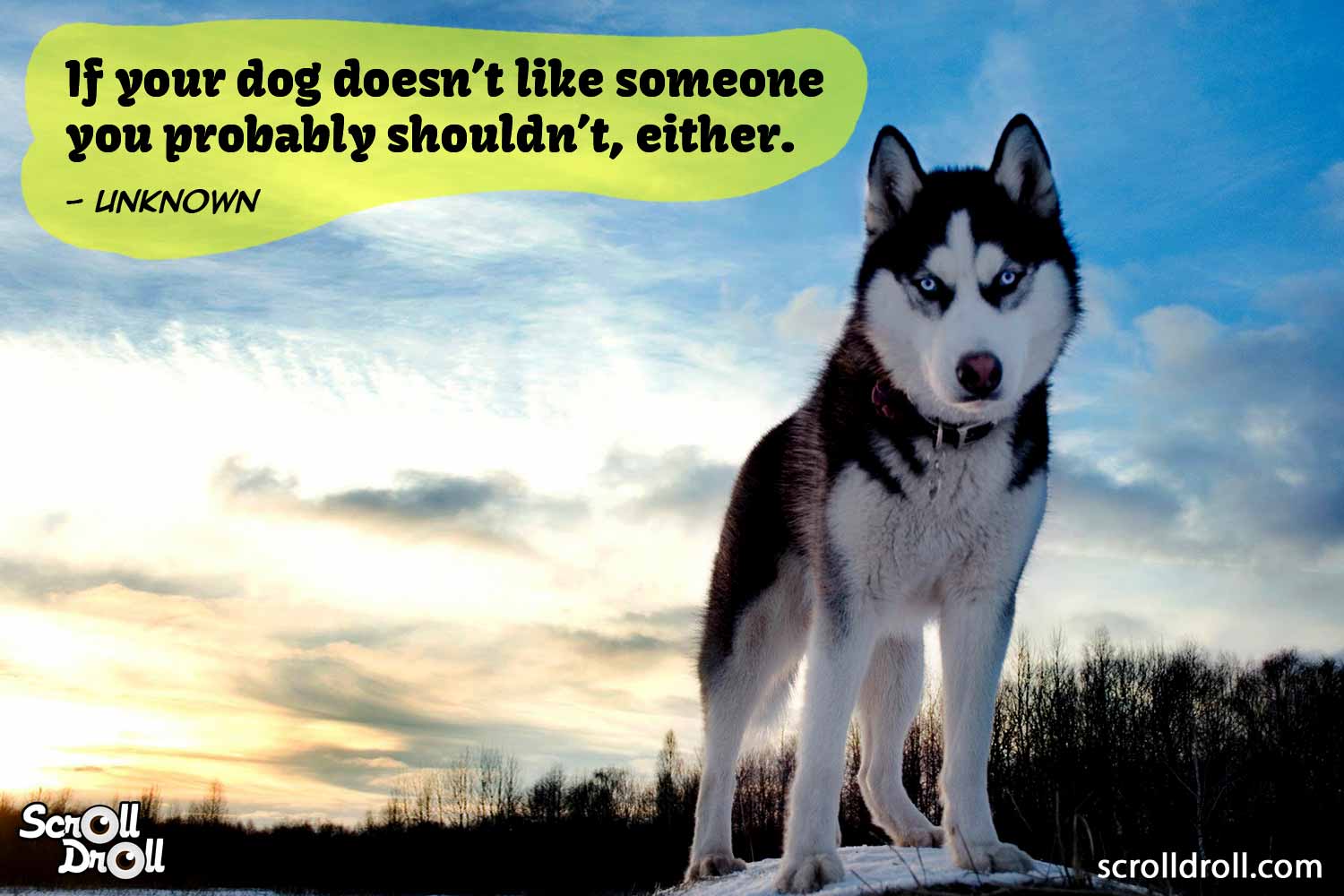 Dog Quotes 8 - The Best of Indian Pop Culture & What's Trending on Web