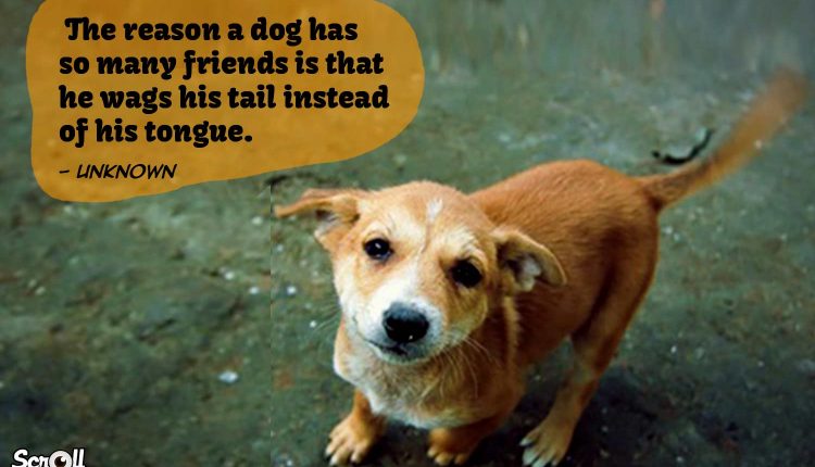 Dog Quotes 9
