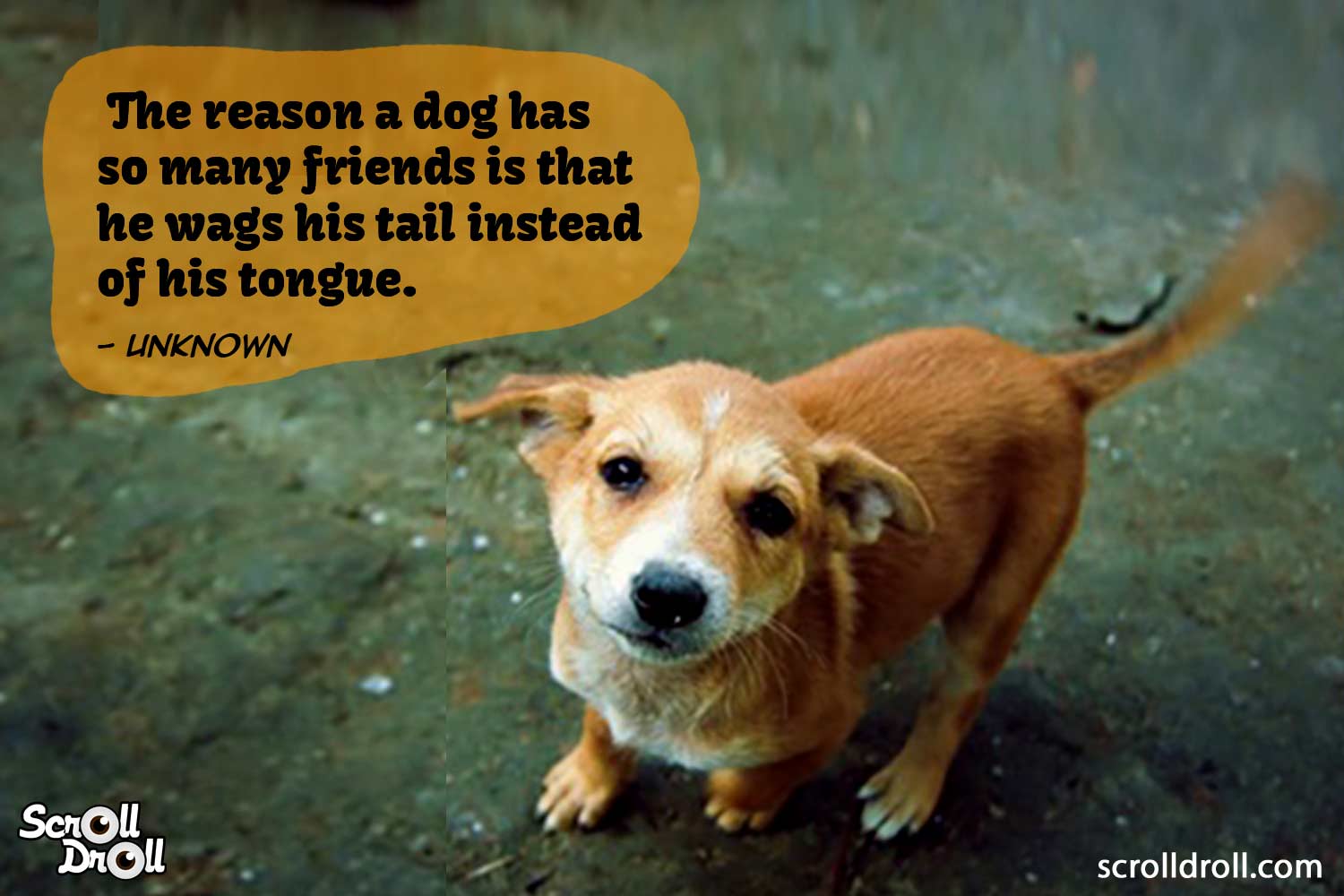 Dog Quotes 9 - The Best of Indian Pop Culture & What's Trending on Web