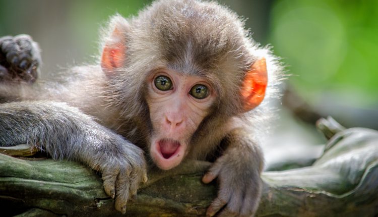 monkey-funny-news-india