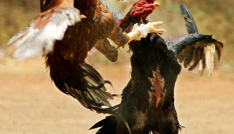 cock-fight-rituals-involving-animals