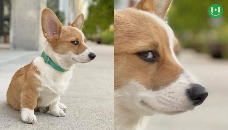 cute-doge-seeing-weirdly-Doge-and-cheems-meme-templates