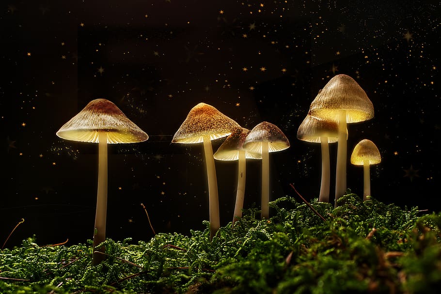 The Healing Effects Of magical Mushrooms  Trip Therapy Netherlands