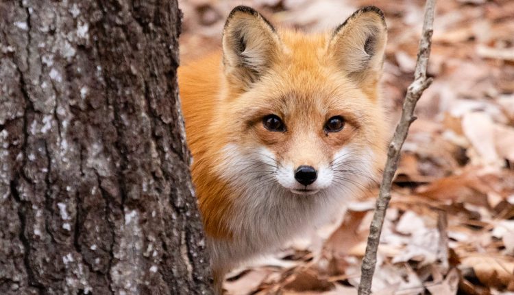 fox-sighting-rituals-involving-animals