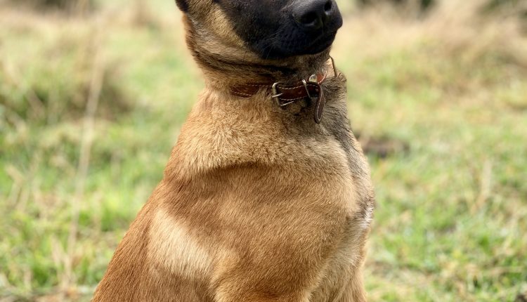 Belgian_Malinois_dog-breeds-used-by-indian-army