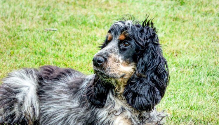 cocker-spaniel-dog-breeds-used-by-indian-army