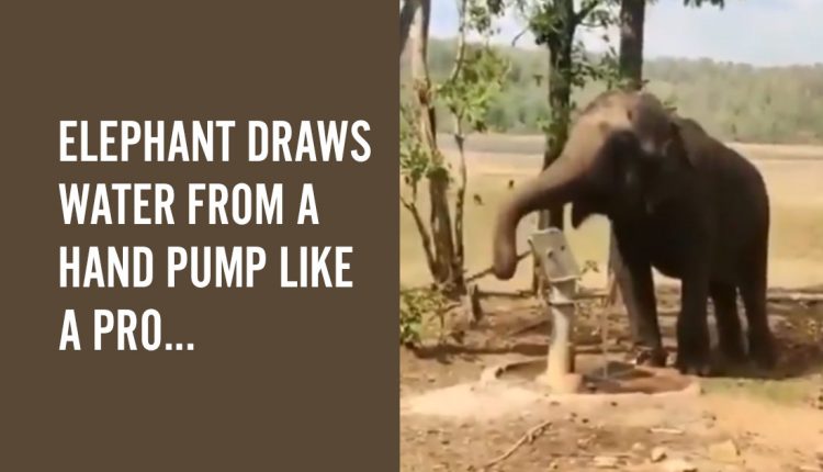 Viral-Animal-Videos-from-India-feature