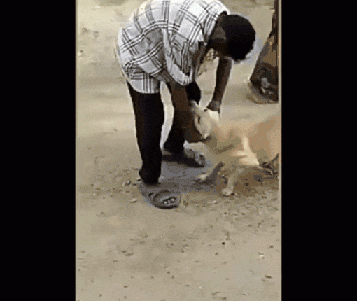 viral-animal-videos-cow-attacks-man-harassing-dog