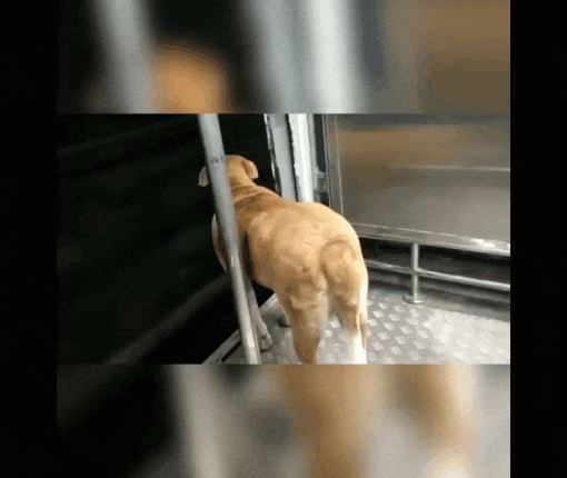 viral-animal-videos-dog-knows-how-to-use-trains