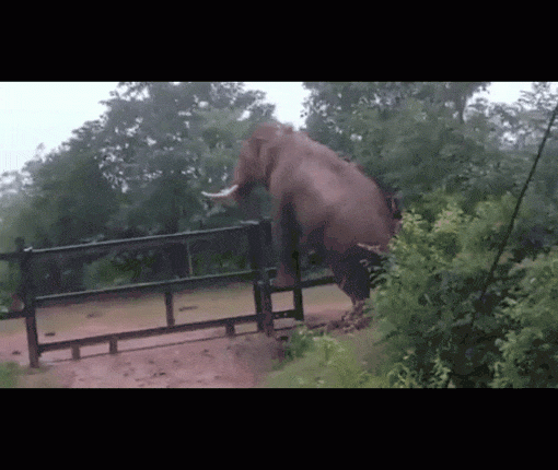 viral-animal-videos-elephant-climbs-fence