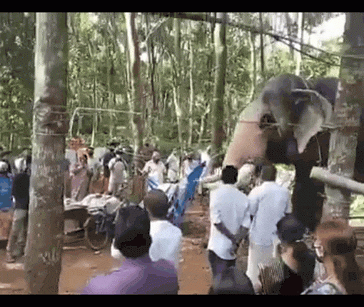viral-animal-videos-elephant-pays-tribute-to-dead-mahout
