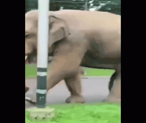 viral-animal-videos-elephant-plays-with-basketball