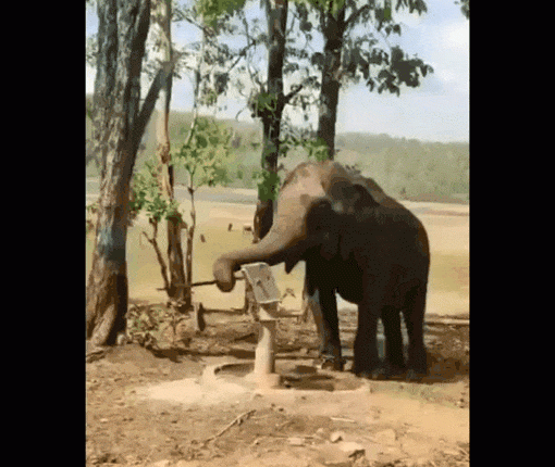 viral-animal-videos-elephant-uses-tubewell