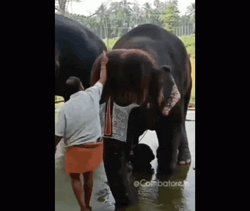 viral-animal-videos-mahout-combs-elephant’s-bob