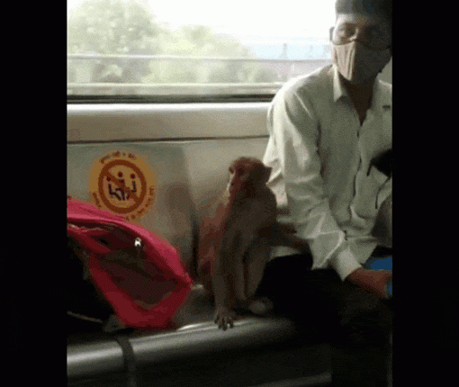 viral-animal-videos-monkey-enjoys-metro-ride