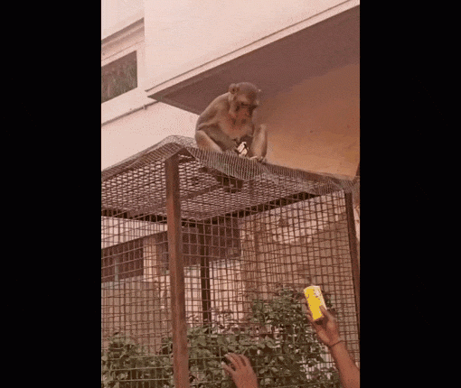 viral-animal-videos-monkey-exchanges-glasses-for-mango-drink