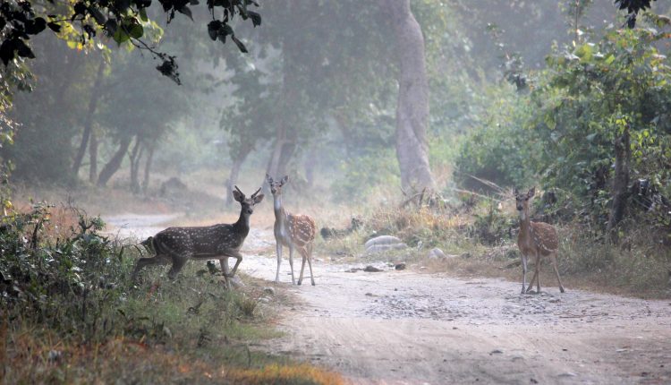 Jim Corbett_places-to-visit-in-India