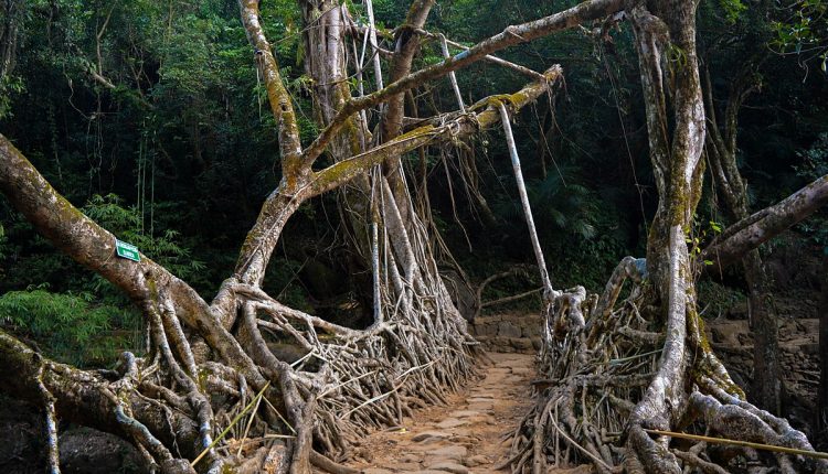 Natural_Living_Roots_Bridge_places-to-visit-in-meghalaya