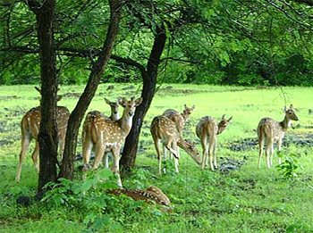 Barnawapara_Wildlife_Sanctuary_places-to-visit-in-Chhattisgarh