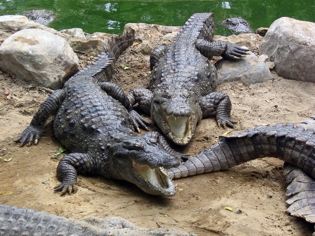  Marsh_Crocodiles