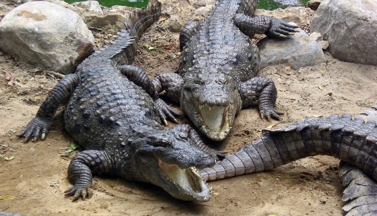 Marsh_Crocodiles_20-most-beautiful-tourist-places-to-visit-in-chennai