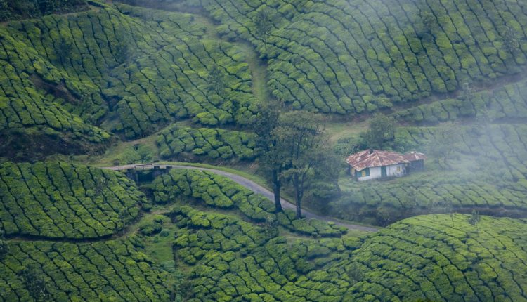 Munnar_places-to-visit-in-May