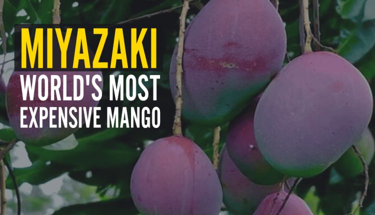 Miyazaki—World’s-Most-Expensive-Mango—-featured